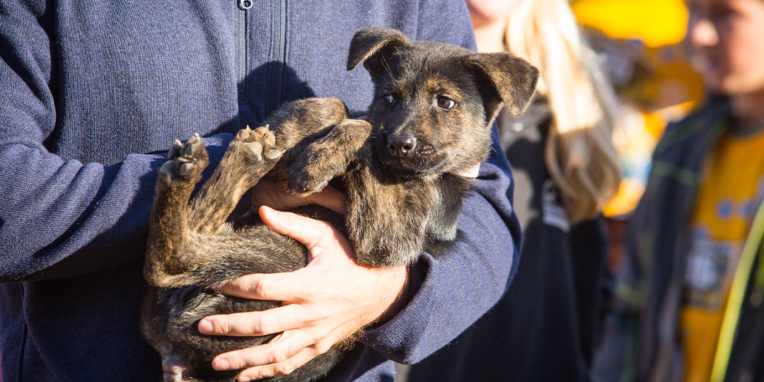 Helen Woodward Animal Center Puppies