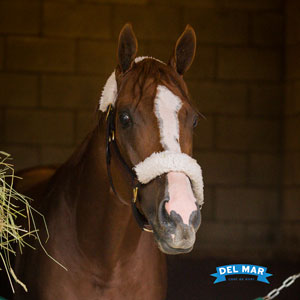 California Chrome