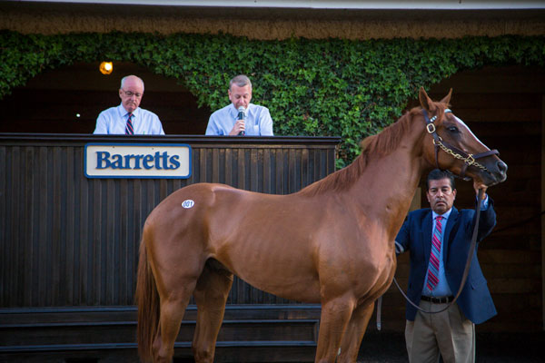 Barretts Paddock Sale