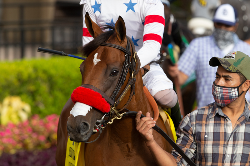 Lady Prancealot (IRE) | Benoit Photo