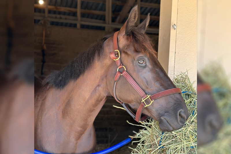 Panic Alarm | Del Mar