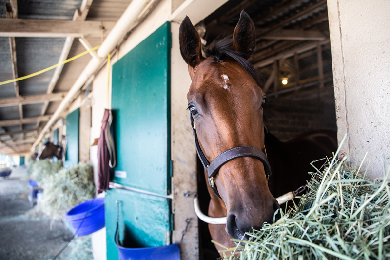 Del Mar Stables 