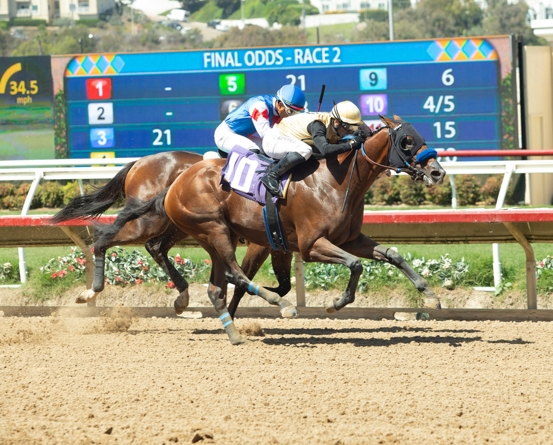 Ocean Bear | Benoit Photo