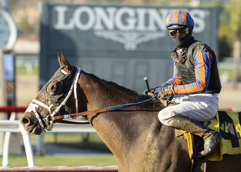 El Tigre Terrible | Benoit Photo