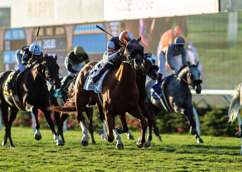 Gold Phoenix | Benoit Photo