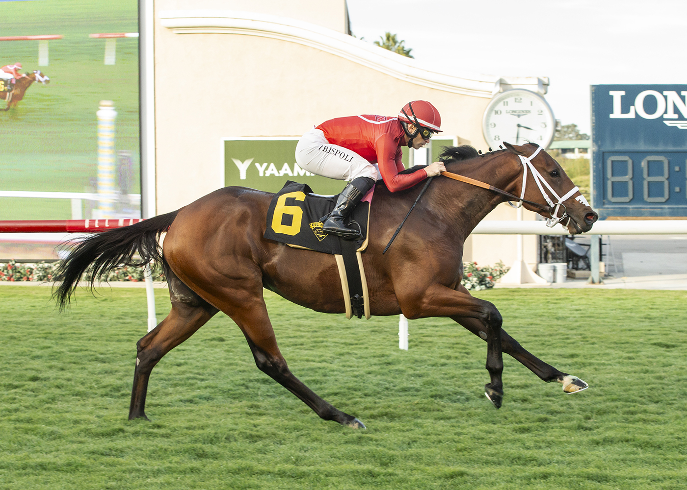 Dandy Man Shines | Benoit Photo