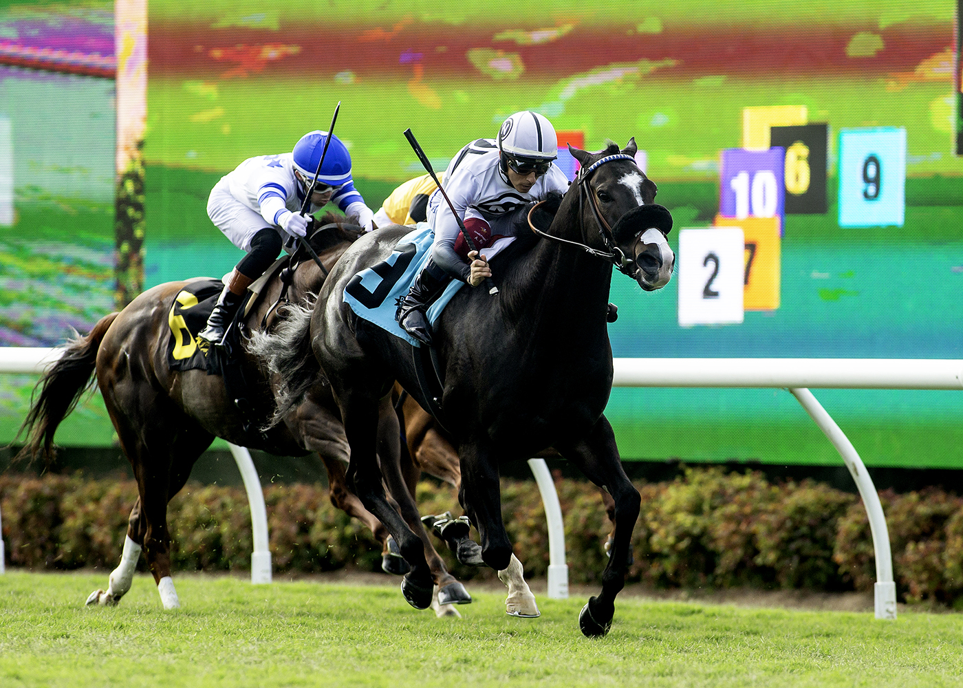 Almendares (GB) | Benoit Photo