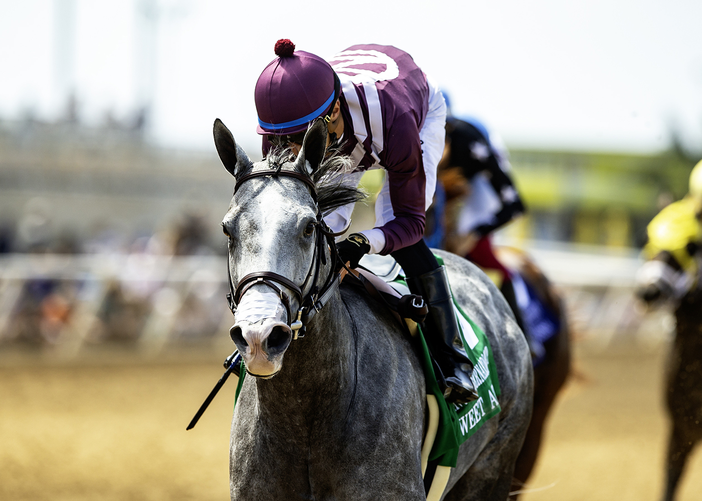 Sweet Azteca | Benoit Photo