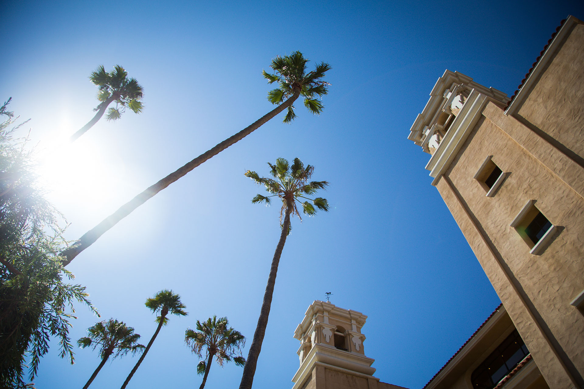 Palm Trees and Sun at the Track